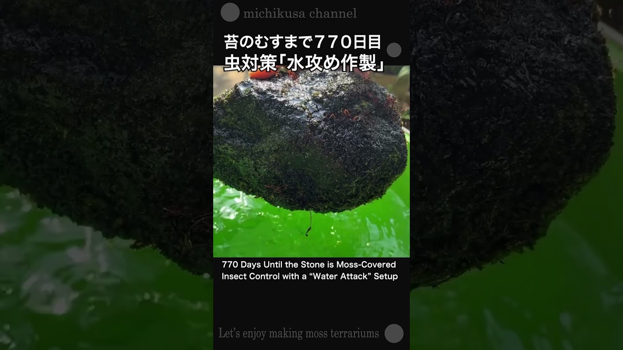 苔のむすまでチャレンジ770日目の投稿がXでバズりました！水につけて