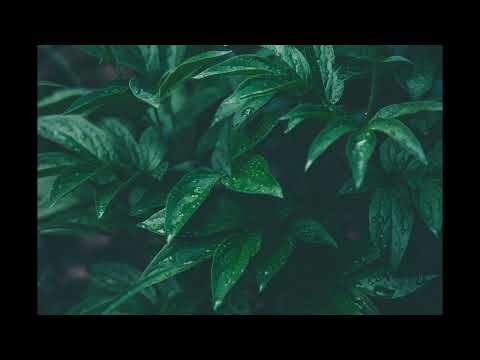 Relaxing video to watch before bed / Rain / Life is Good