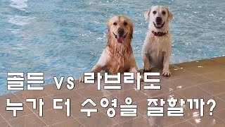 골든 vs 라브라도 _ 누가 진정한 물트리버일까? by 아빠본능TV 16,683 views 4 months ago 19 minutes