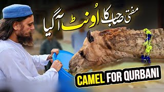Mufti Tariq Masood Camel Mandi Vlog