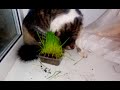 Кошка садовод (1)