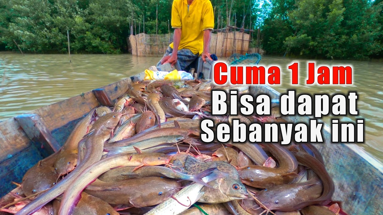 REJEKI bisa dapat banyak ikan Beginilah Cara Membuat dan Memasang perangkap ikan ini