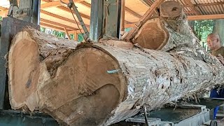 detailed process of sawing monster teak wood from Sidogiri residents