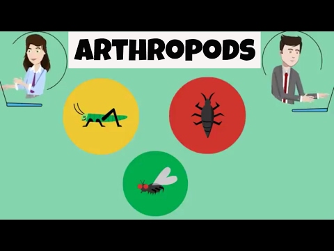 Characteristics of Arthropods