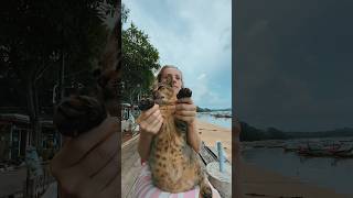 Thai Cato 🔥 #shots #thailand #phuket #thai #cat