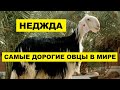 Разведение Овец породы Неджда | Овцеводство | Овцы Неджда