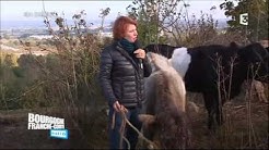Á Marcilly-sur-Tille (21), où l'entretien de la pelouse calcaire se fait grâce au pastoralisme