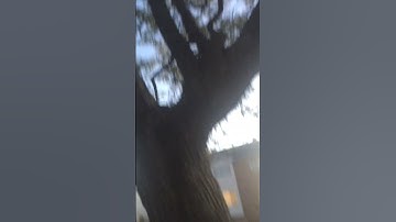 Thumbnail of The largest tree roots in the world