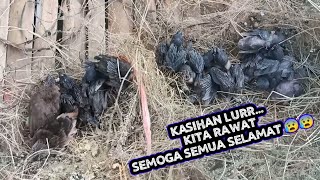 Merawat Belasan baby Emprit korban ilegal logging, auto pusing