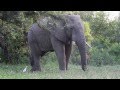 Elephant Sighting - Tamboti Bush Lodge - Dinokeng Game Reserve