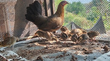 Los peb saib me nyuam qaib qus nawj