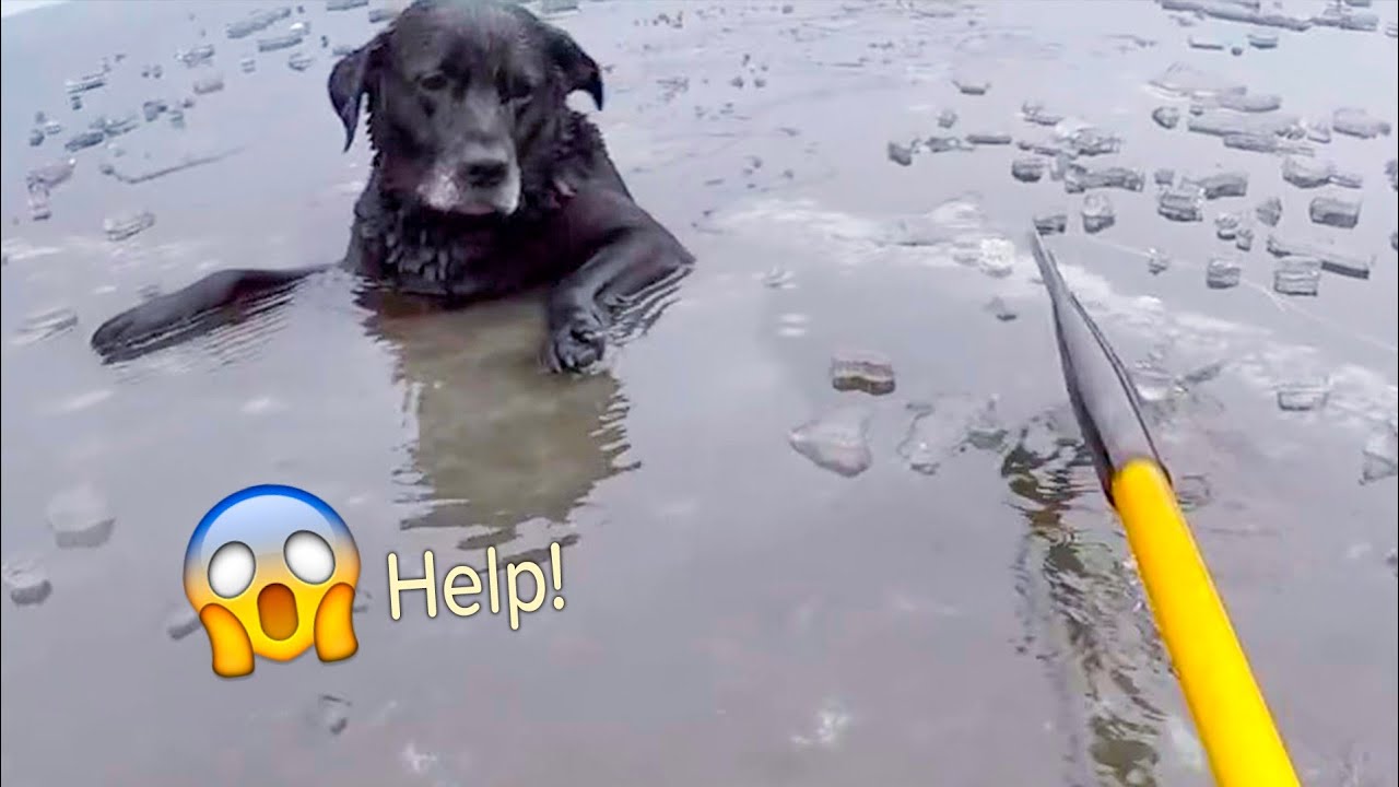 ⁣Best Animal Rescues Of The Year 😢 These Animals asked people for help