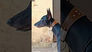 greyhound shikari kutta #shikari #bride