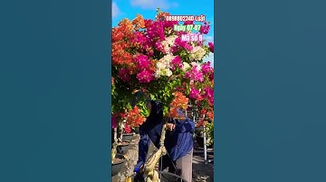 Siêu rực rỡ ngũ sắc thái một cốt..#shortvideos