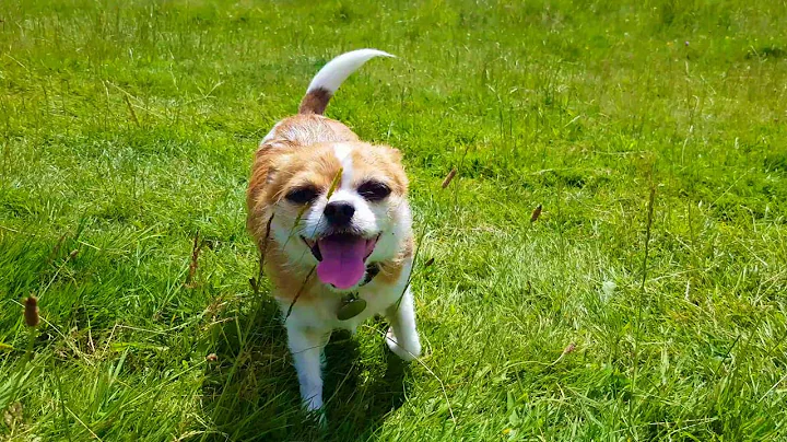 Uppark House & Harting Down