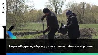 Акция «Кедры В Добрые Руки» Прошла В Алейском Районе