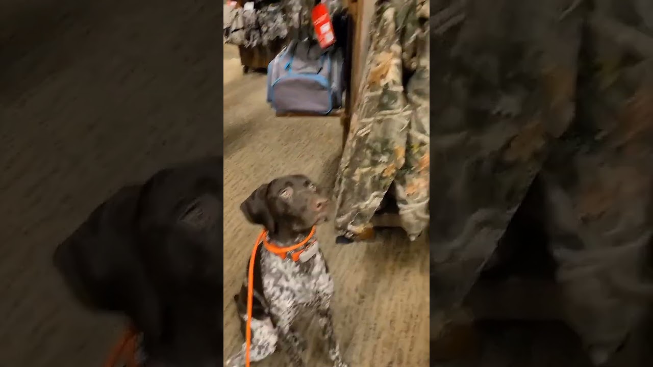 Bird Dog Obsessions Turkey Season Bass Pro
