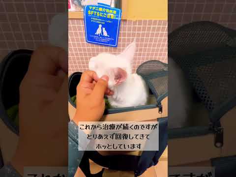 もう一度病院に行ってきました。ダイクロイックアイメインクーンのダイくん