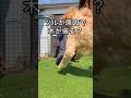 植木にツルが絡まっていませんか？　#園芸 #ガーデニング #shorts