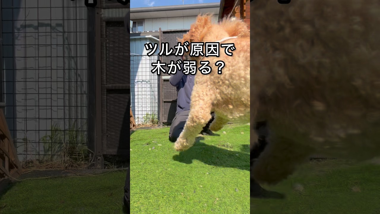 植木にツルが絡まっていませんか？　#園芸 #ガーデニング #shorts