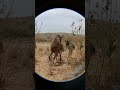 Beautiful Donkey рџђЋ Sex Video рџ ё Beautiful Donkey рџђЋ Sex Video рџ ё