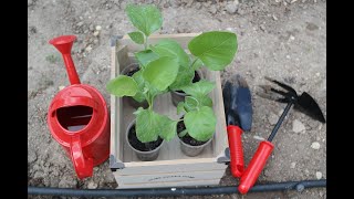 Eggplant - planting and growing