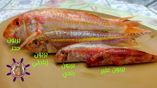 أنواع سمك البربون ⁦❤️⁩ ازاي تفرق بينهم ⁦❤️⁩ مين أحسنهم 🤔🙂