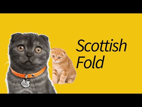 Video: Paka Ya Scottish Fold Cat Breed Hypoallergenic, Afya Na Urefu Wa Maisha