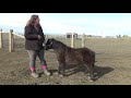 What to Feed a Miniature Horse - Body Condition Scoring