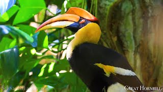 Birds Of The World 4K - Scenic Wildlife Film With Calming Music