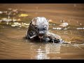 Fun to watch: Giant Otters in Pantanal, Mato Grosso, Brazil