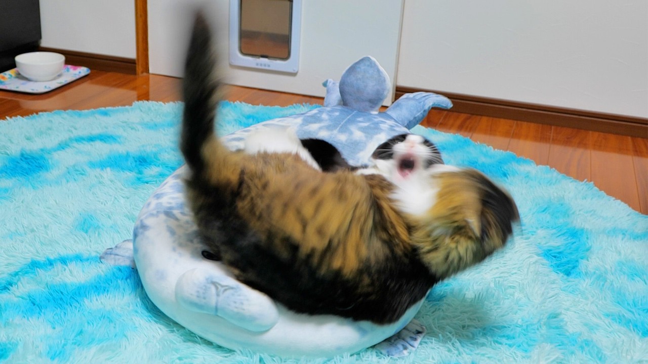 猫の立ち退き交渉が想像以上に武力行使だった件