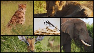 2-Hour Thrill: How Many Animals Can You Spot in Kruger?