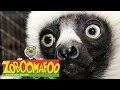 🐒 Zoboomafoo 🐒 Season 1 Episode 1-5 Full Episode Compilation | Kids TV Shows