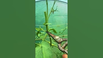 Pruning suckers, caring for tomatoes#garden #tomatoes