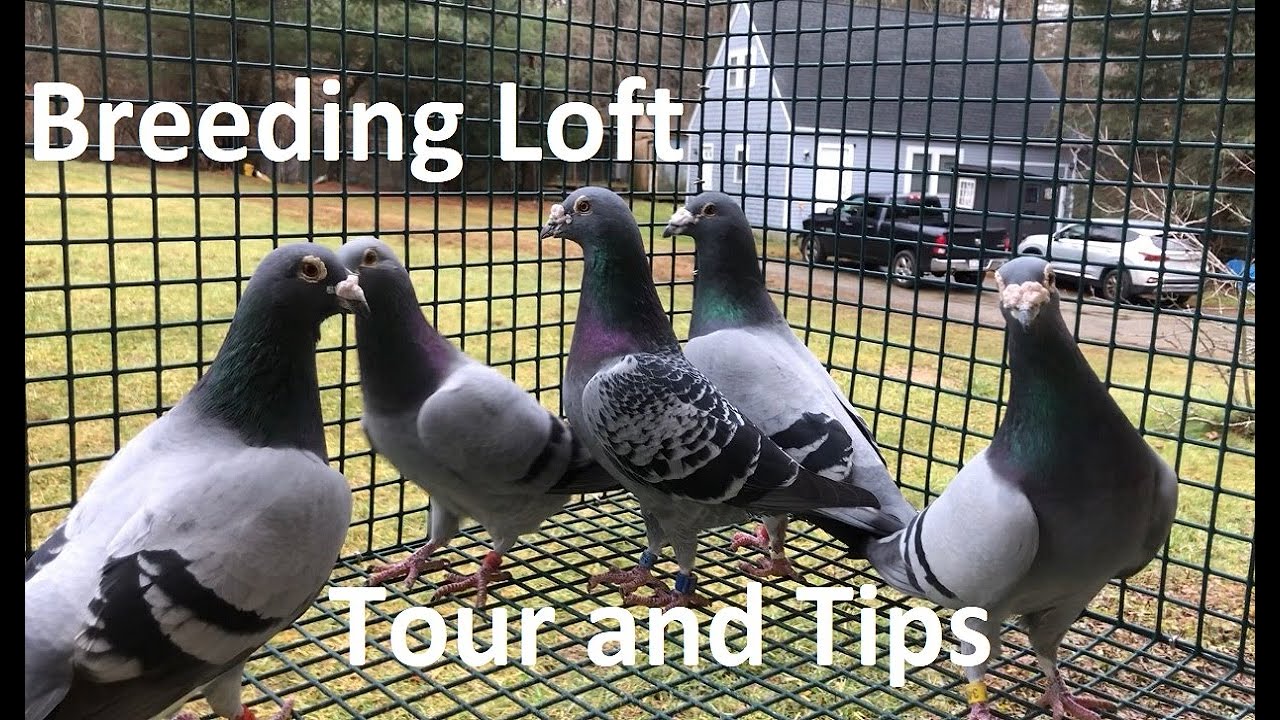 Экскурсия по племенному лофту с советами!