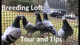 Breeding Loft Tour with Tips!