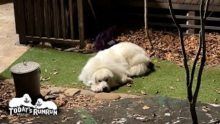 気持ちよく寝ているので格下は完全無視したルンルンです　Great Pyrenees　グレートピレニーズ