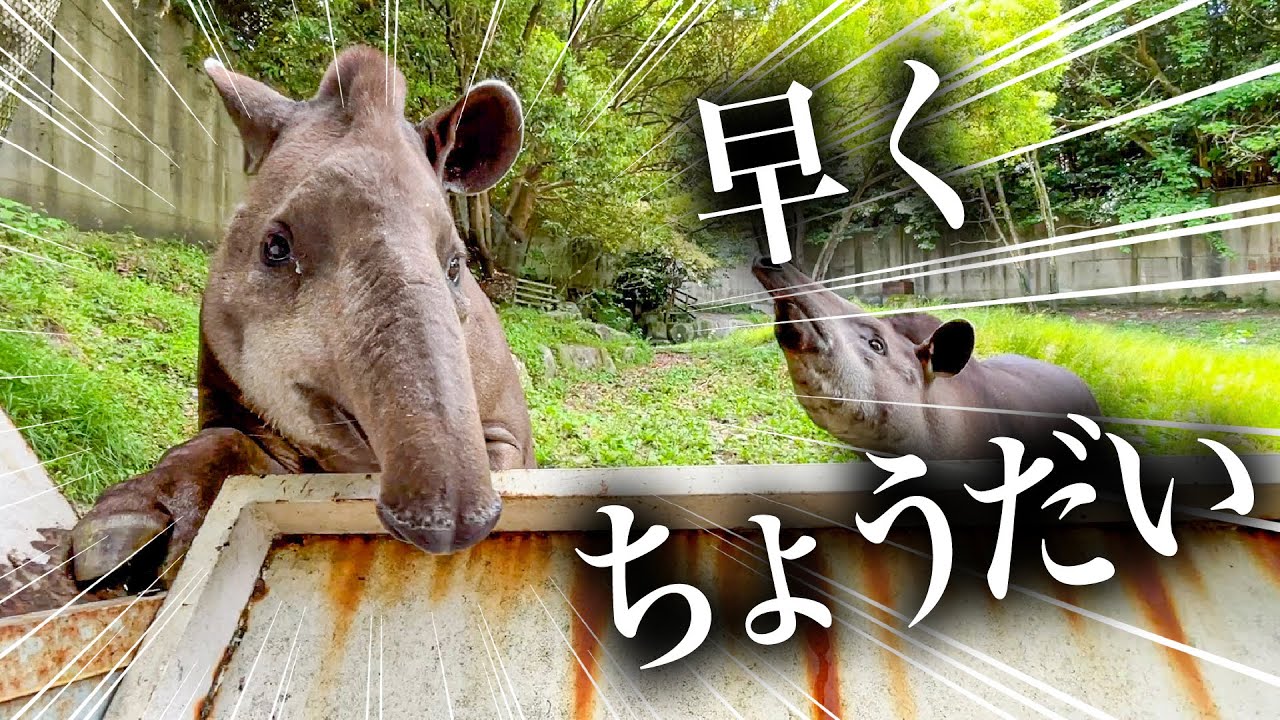 超高級おやつの香りに思わず身を乗り出してしまうバク【メロン＆摘果メロン】