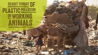 Deadly Threat of Plastic Pollution on Working Animals | International Working Animal Day 2023