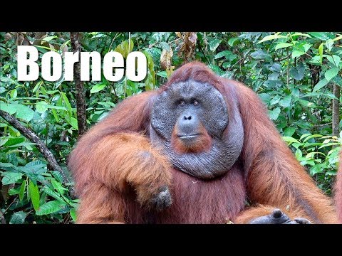 Video: 5 lugares para ver orangutanes en Borneo