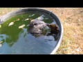 Nemo, der kleine Otter, hat einen Flussbarsch