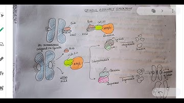 Spindle Assembly Check point 3.04.2020