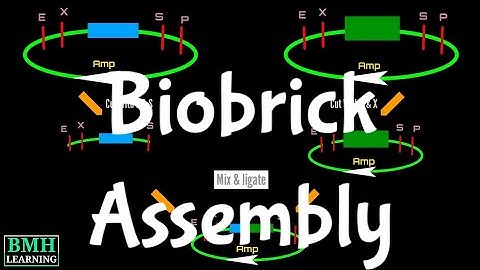 BioBrick Assembly | BioBrick Standard Assembly |