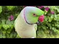 Talking Parrot | Funny Parrot | Dancing Parrot Mp3 Song