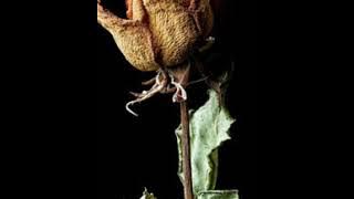 PUNGKY DEAZ - jangan dekat lagi