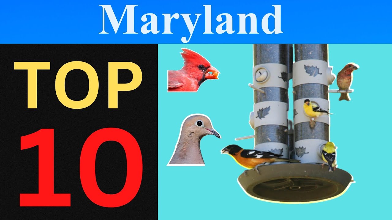 Top 10 Feeder Birds of Maryland [Brief] YouTube
