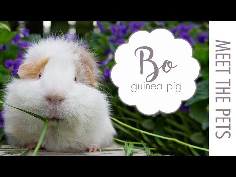 petco hours MEET THE PETS: Guinea Pigs | Bo
