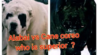 Alabai vs Cane corso  who is boss ? by DOG tubed 247 views 4 days ago 1 minute, 38 seconds