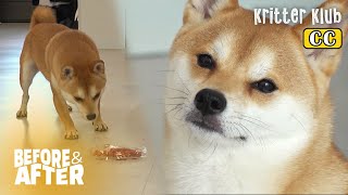 Adopted Shiba Dog That Lived In A Cage Is Scared Of Everything | Before & After Makeover Ep 62